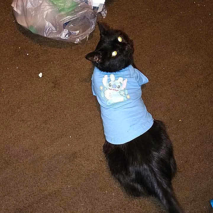 Smokey is registered to the contest to win money with this photo: animal, black_cat, blue_shirt, carpet, casual, cat, clothing, curious, cute, domestic_animal, feline, floor, glowing_eyes, home, indoor, looking_up, lying_down, pet, pet_clothes, plastic_bag