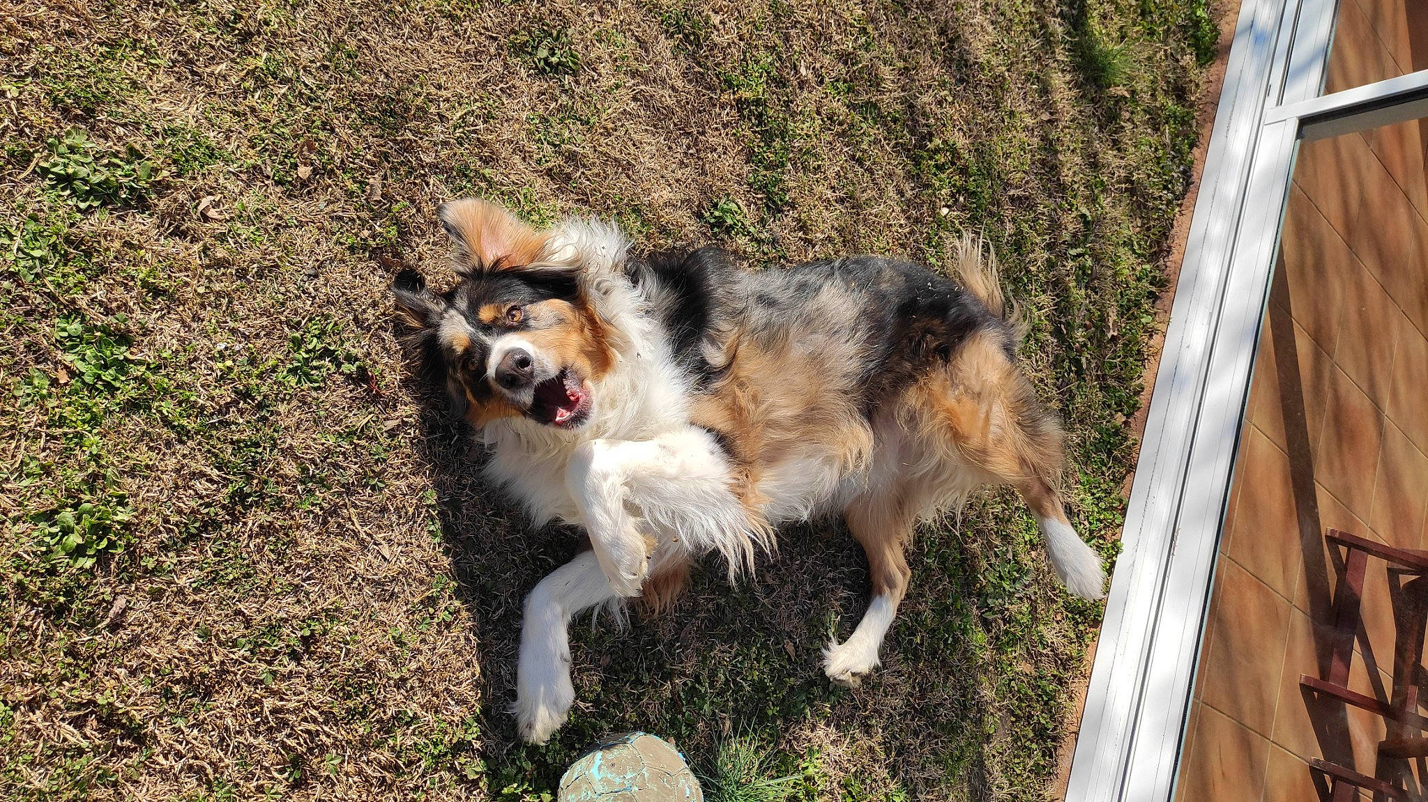 Sully a rejoint le concours — aidez-le/la à gagner de superbes lots ! ancient_dog_breeds, canidae, carnivore, collar, companion_dog, dog, dog_breed, fur, grass, herding_dog, plant, snout, terrestrial_animal, working_dog