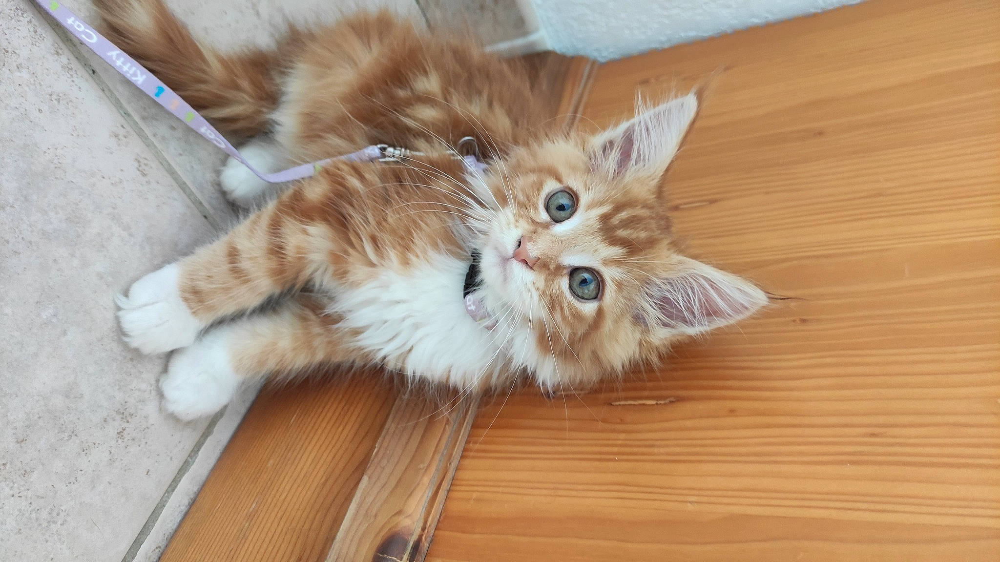 Cookie a rejoint le concours — aidez-le/la à gagner de superbes lots ! canidae, carnivore, cat, claw, companion_dog, dog_breed, domestic_short_haired_cat, fawn, felidae, flooring, fur, hardwood, paw, small_to_medium_sized_cats, tail, terrestrial_animal, varnish, whiskers, wood, wood_stain