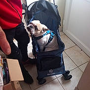 Bébé participe au concours pour gagner de l'argent avec cette photo : dog, pet_stroller, indoor, tile_floor, blue_harness, person, red_jacket, black_pants, box, curious, small_dog, sitting, wheels, leash, hand, door, window, mesh, casual, home