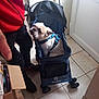 dog, pet_stroller, indoor, tile_floor, blue_harness, person, red_jacket, black_pants, box, curious, small_dog, sitting, wheels, leash, hand, door, window, mesh, casual, home