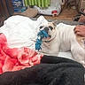 Bébé a rejoint le concours — aidez-le/la à gagner de superbes lots ! bed, blanket, brown, bulldog, cozy, curtains, dog, floor, furniture, hand, home, indoor, person, pet, playing, resting, rope_toy, toy, wall, white