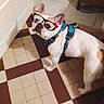 animal, brown_spots, canine, companion, dog, door, floor_tiles, funny_overlay, glasses_overlay, harness, home, household, indoor, pet, red_bow_overlay, smartphone_screenshot, snapshot, text_input_bar, tiled_floor, white_dog