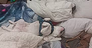 Bébé a rejoint le concours — aidez-le/la à gagner de superbes lots ! animal, bed, blanket, collar, comfort, cozy, cute, dog, domestic, fur, home, indoor, napping, pet, pillow, relaxing, resting, sleeping, soft, white_dog