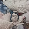 animal, bed, blanket, collar, comfort, cozy, cute, dog, domestic, fur, home, indoor, napping, pet, pillow, relaxing, resting, sleeping, soft, white_dog