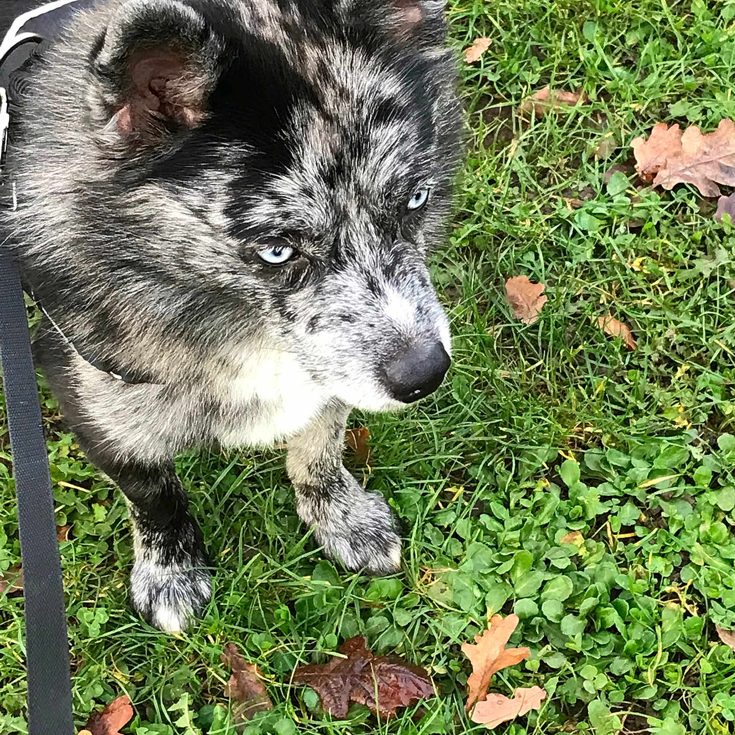 Taik a rejoint le concours — aidez-le/la à gagner de superbes lots ! alert, animal, autumn, black_and_white, blue_eyes, canine, close_up, dog, ears, fur, grass, leash, leaves, nature, outdoor, paws, pet, portrait, snout, walking