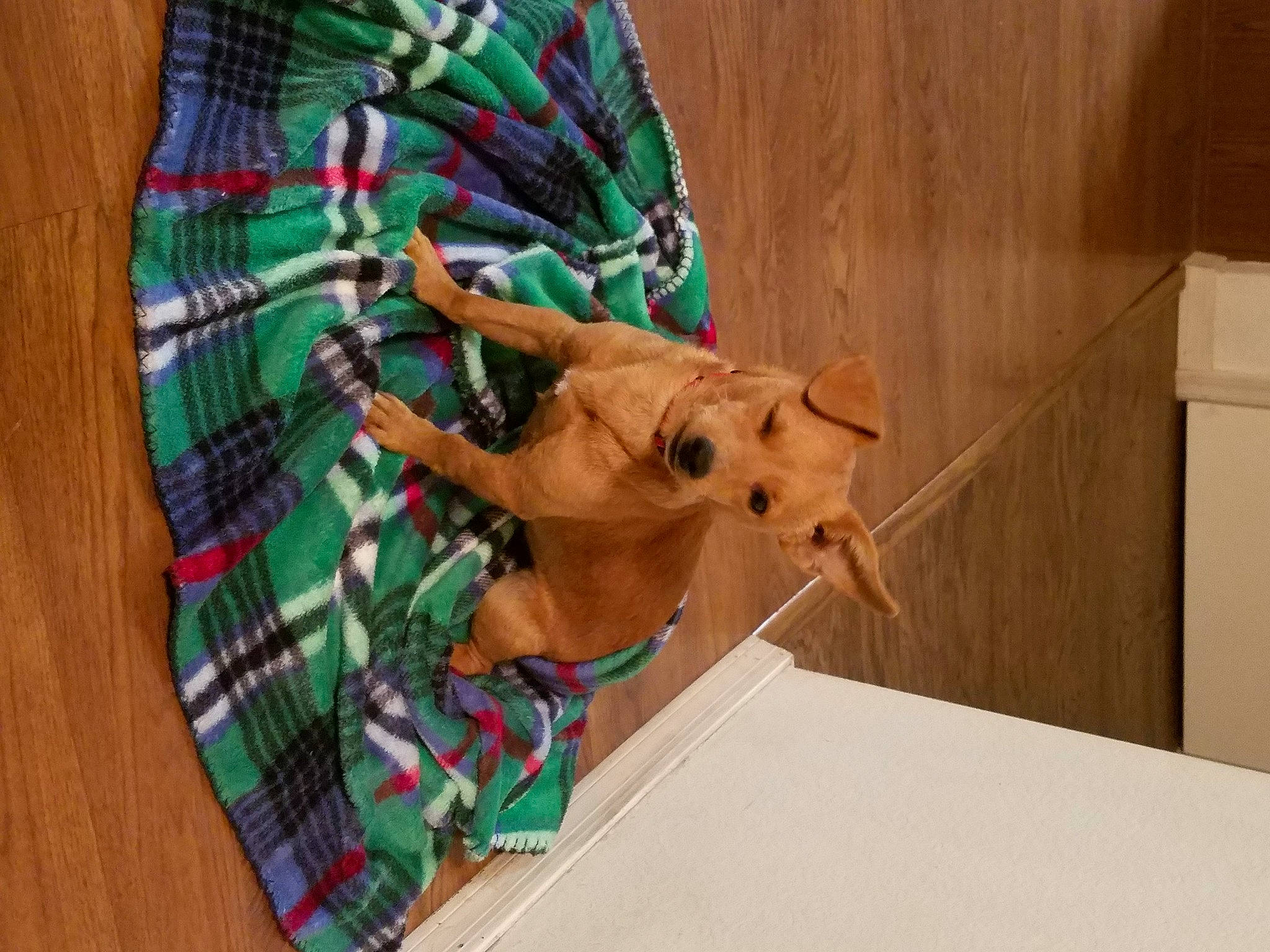 Loki joined the competition — help win amazing prizes! art, collar, fashion_accessory, fashion_design, fawn, linens, paper, paper_product, pattern, peach, plaid, room, sleeve, tartan, visual_arts, window, wood, working_animal, wrist