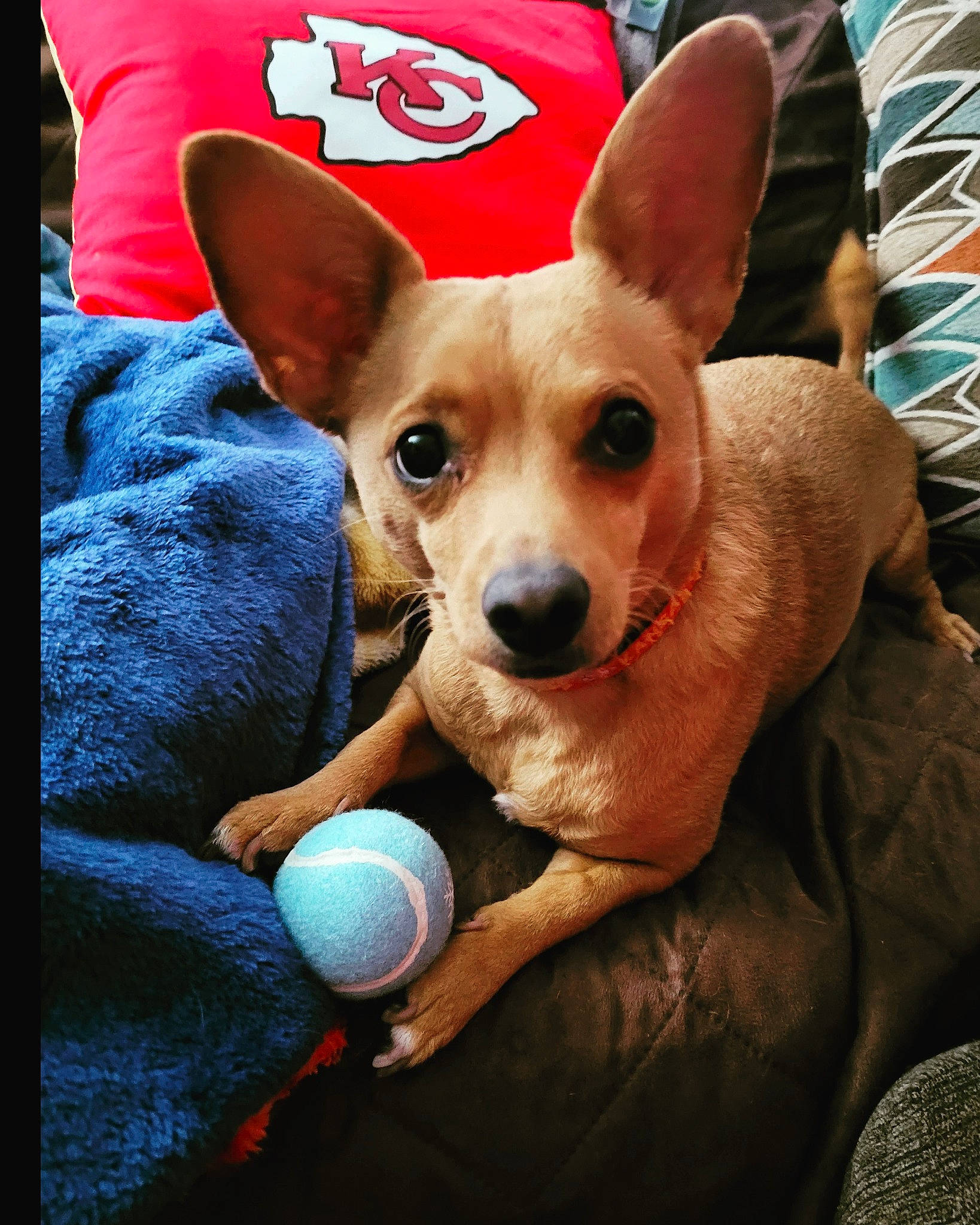 Loki is registered to the contest to win money with this photo: canidae, carnivore, chair, chihuahua, comfort, companion_dog, dog, dog_breed, dog_supply, ear, fawn, fur, mammal, sitting, snout, sporting_group, t_shirt, toy_dog, whiskers, working_animal