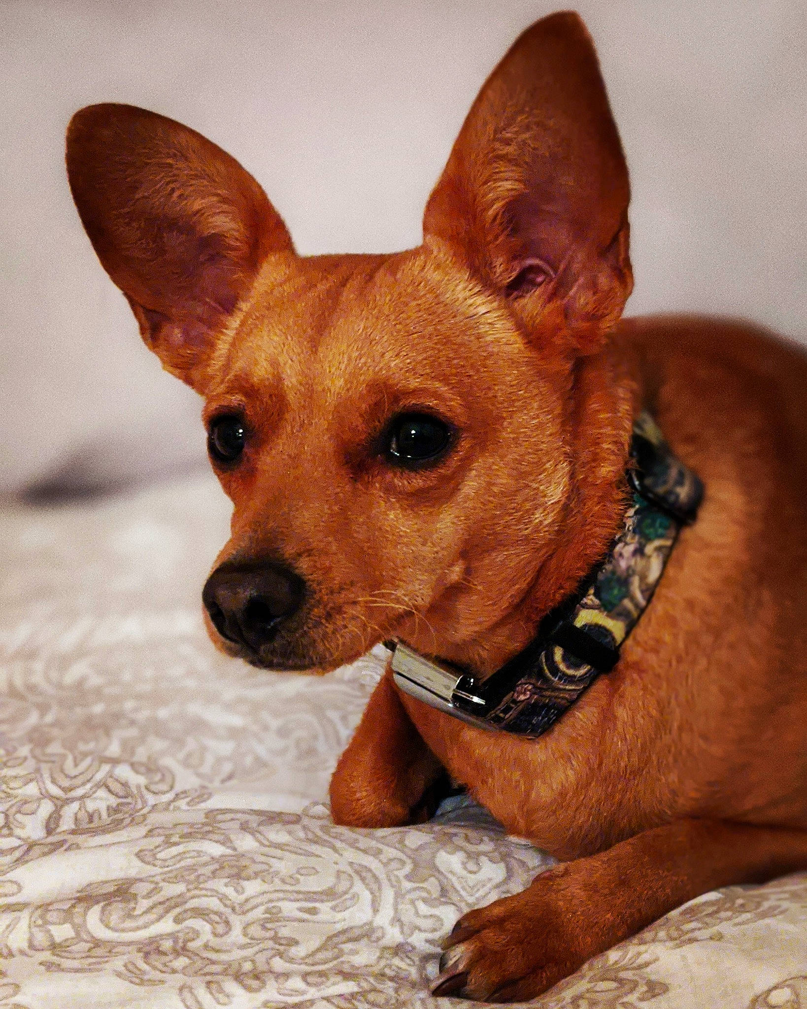 Loki is registered to the contest to win money with this photo: ancient_dog_breeds, canidae, carnivore, collar, companion_dog, dog, dog_breed, dog_collar, dog_supply, ear, fawn, fur, liver, non_sporting_group, snout, sporting_group, terrestrial_animal, toy_dog, whiskers, working_animal