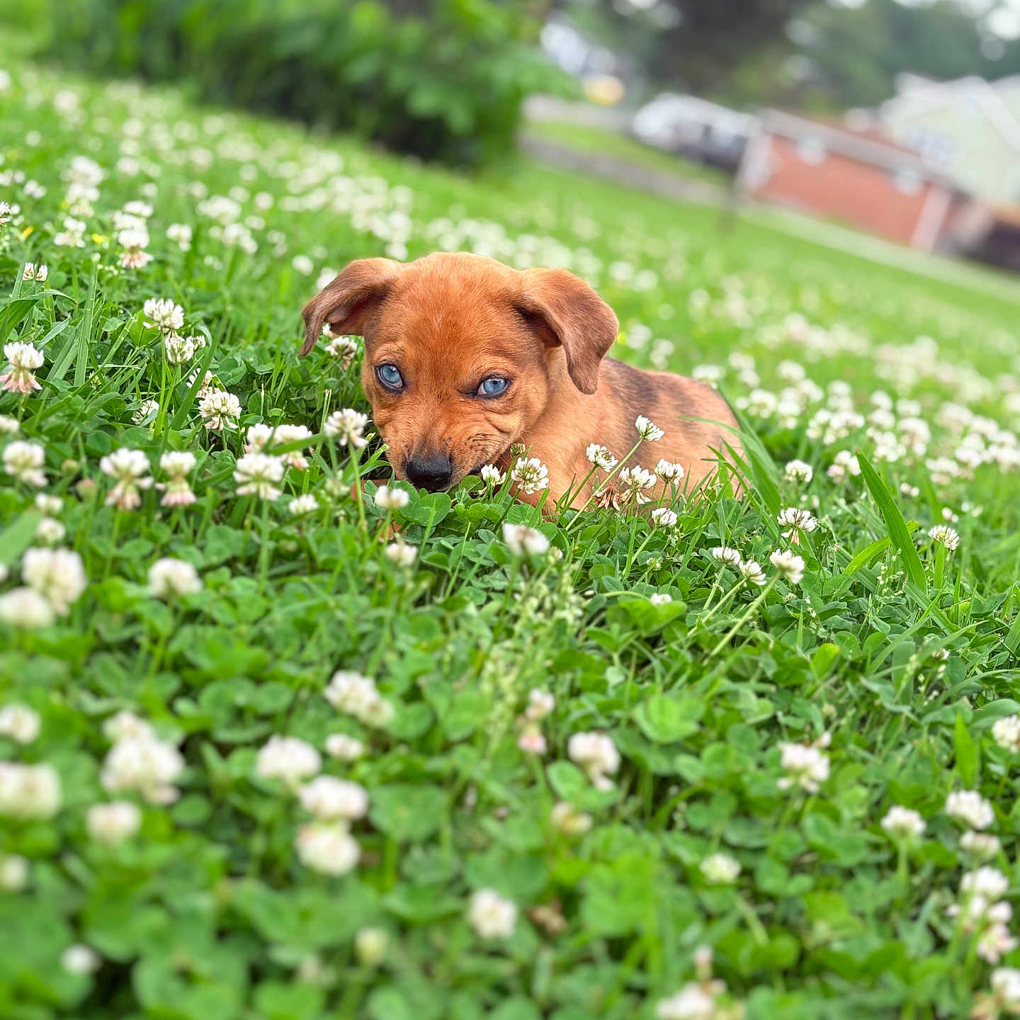 Loki is registered to the contest to win money with this photo: animal, blue_eyes, chewing, close_up, clover, cute, daylight, dog, field, flowers, grass, greenery, nature, outdoor, pet, playful, puppy, small_dog, summer, young_dog