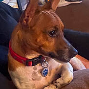 Jake joined the competition — help win amazing prizes! animal, brown_fur, close_up, collar, companion, couch, cute, dog, domestic_animal, ears_up, furniture, household, indoor, living_room, paw, pet_tag, portrait, relaxed, resting, side_view