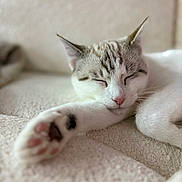 Néo a rejoint le concours — aidez-le/la à gagner de superbes lots ! cat, sleeping_cat, paw, pink_nose, whiskers, close_up, shallow_depth_of_field, foreground_blur, cozy, blanket, fur, indoor, domestic_cat, feline, nap, relaxed, portrait, soft_texture, pet, whisker_detail