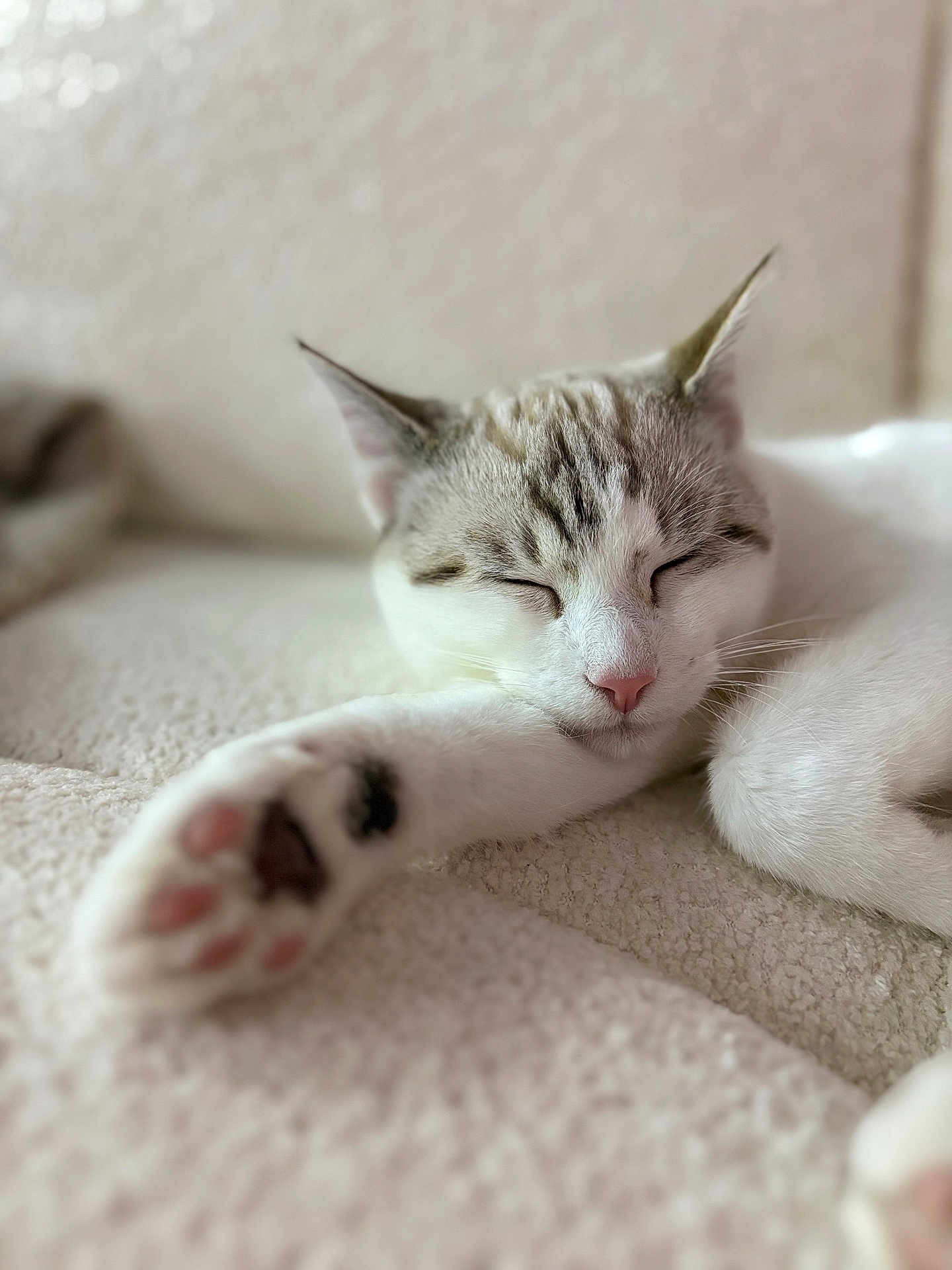 Néo a rejoint le concours — aidez-le/la à gagner de superbes lots ! cat, sleeping_cat, paw, pink_nose, whiskers, close_up, shallow_depth_of_field, foreground_blur, cozy, blanket, fur, indoor, domestic_cat, feline, nap, relaxed, portrait, soft_texture, pet, whisker_detail