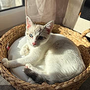 Néo a rejoint le concours — aidez-le/la à gagner de superbes lots ! cat, kitten, basket, blue_eyes, sunlight, window, cushion, fur, paw, tail, whiskers, indoor, cozy, relaxed, pet, portrait, woven_basket, soft_texture, daylight, home