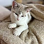 Néo participe au concours pour gagner de l'argent avec cette photo : cat, kitten, paw, paw_pads, blanket, cozy, fur, white_fur, cream_color, blue_eyes, whiskers, ear, nose, close_up, indoor, bed, relaxing, soft_texture, portrait, cute