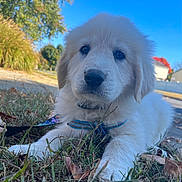 Jerry is registered to the contest to win money with this photo: puppy, dog, grass, outdoor, autumn, leaves, collar, blue_sky, suburban, cute, fluffy, pet, animal, canine, young_dog, nature, daylight, closeup, lying_down, adorable