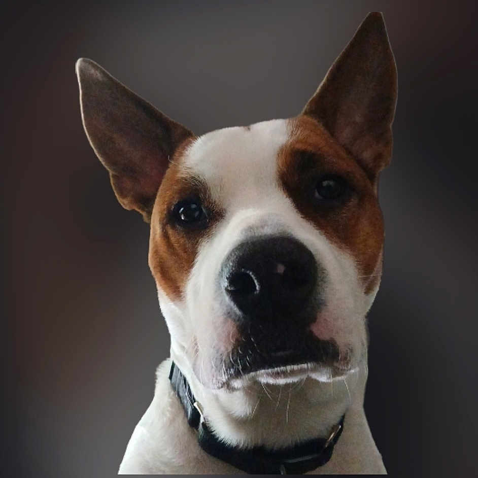 Shelby Leigh is registered to the contest to win money with this photo: attentive, black_collar, blurred_background, brown_and_white, canine, close_up, collar, dog, domestic_animal, ears, expression, fur, head, indoor, muzzle, nose, pet, portrait, stare, whiskers
