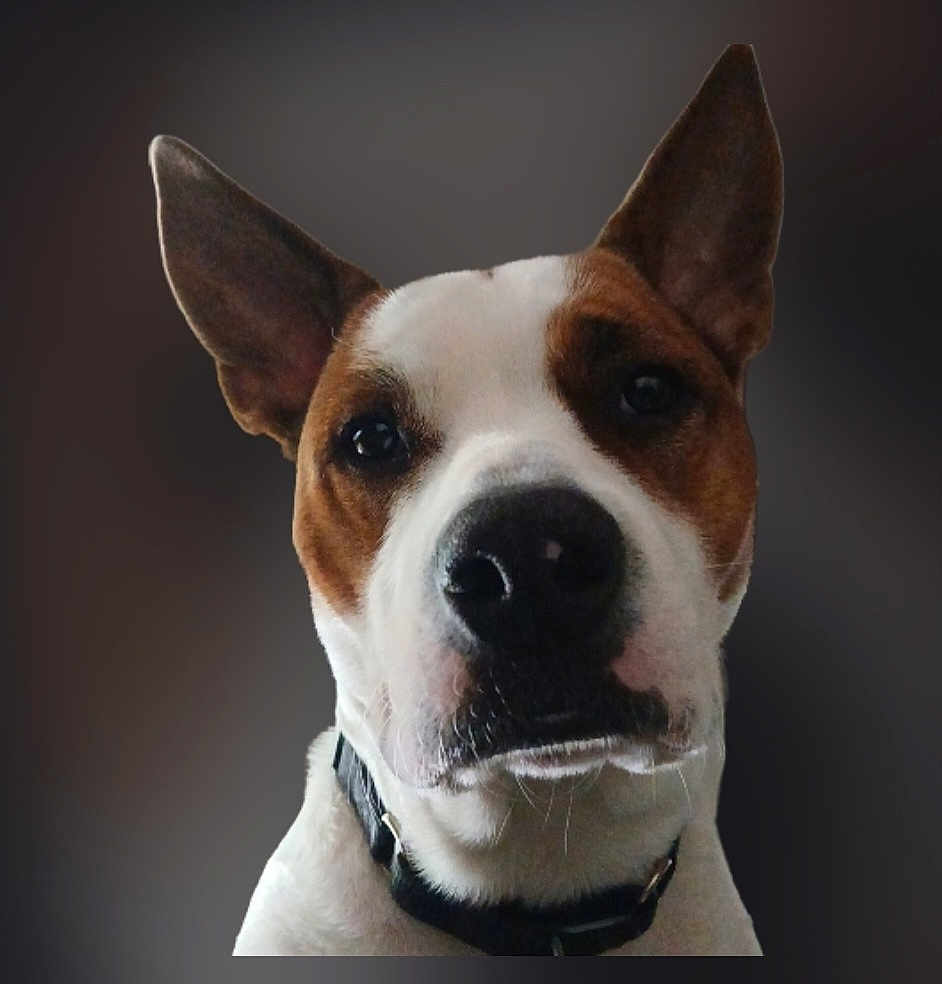 Shelby Leigh is registered to the contest to win money with this photo: dog, close_up, portrait, brown_and_white, ears, collar, nose, whiskers, attentive, pet, blurred_background, head, stare, canine, domestic_animal, muzzle, fur, expression, black_collar, indoor