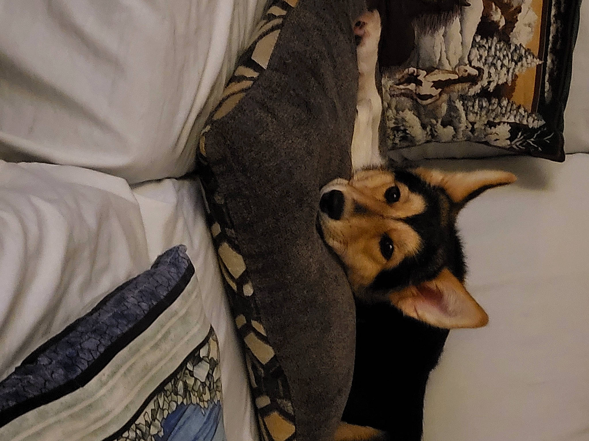 Sassy May is registered to the contest to win money with this photo: bat, canidae, carnivore, companion_dog, dog, dog_breed, fawn, font, fur, german_shepherd_dog, guard_dog, pattern, paw, sleeve, sporting_group, toy_dog, tree, whiskers, wood, working_animal