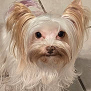 Lydia is registered to the contest to win money with this photo: dog, pet, white_fur, long_hair, ears, face, close_up, floor, tile, animal, cute, portrait, fur, canine, looking, indoors, whiskers, small_dog, friendly, domestic_animal