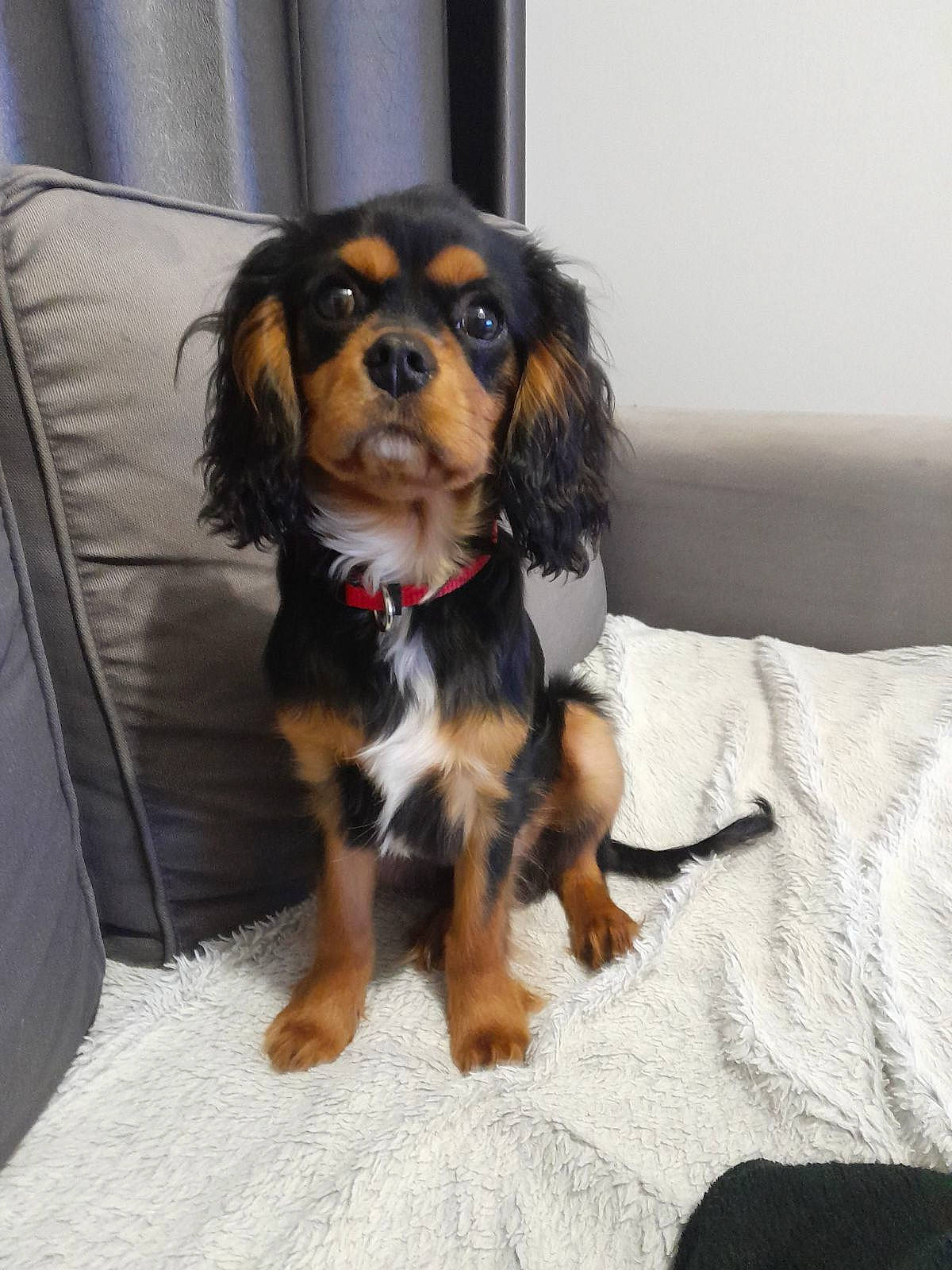 Urkan participe au concours pour gagner de l'argent avec cette photo : canidae, carnivore, cavalier_king_charles_spaniel, companion_dog, dog, dog_breed, fur, king_charles_spaniel, liver, puppy, snout, spaniel, sporting_group, toy_dog, working_animal, working_dog