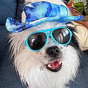 Tokyo a rejoint le concours — aidez-le/la à gagner de superbes lots ! dog, blue_hat, sunglasses, fluffy, white_fur, black_fur, happy, smiling, pet, couch, indoor, portrait, close_up, accessory, funny, cute, animal, domestic_animal, companion, relaxed