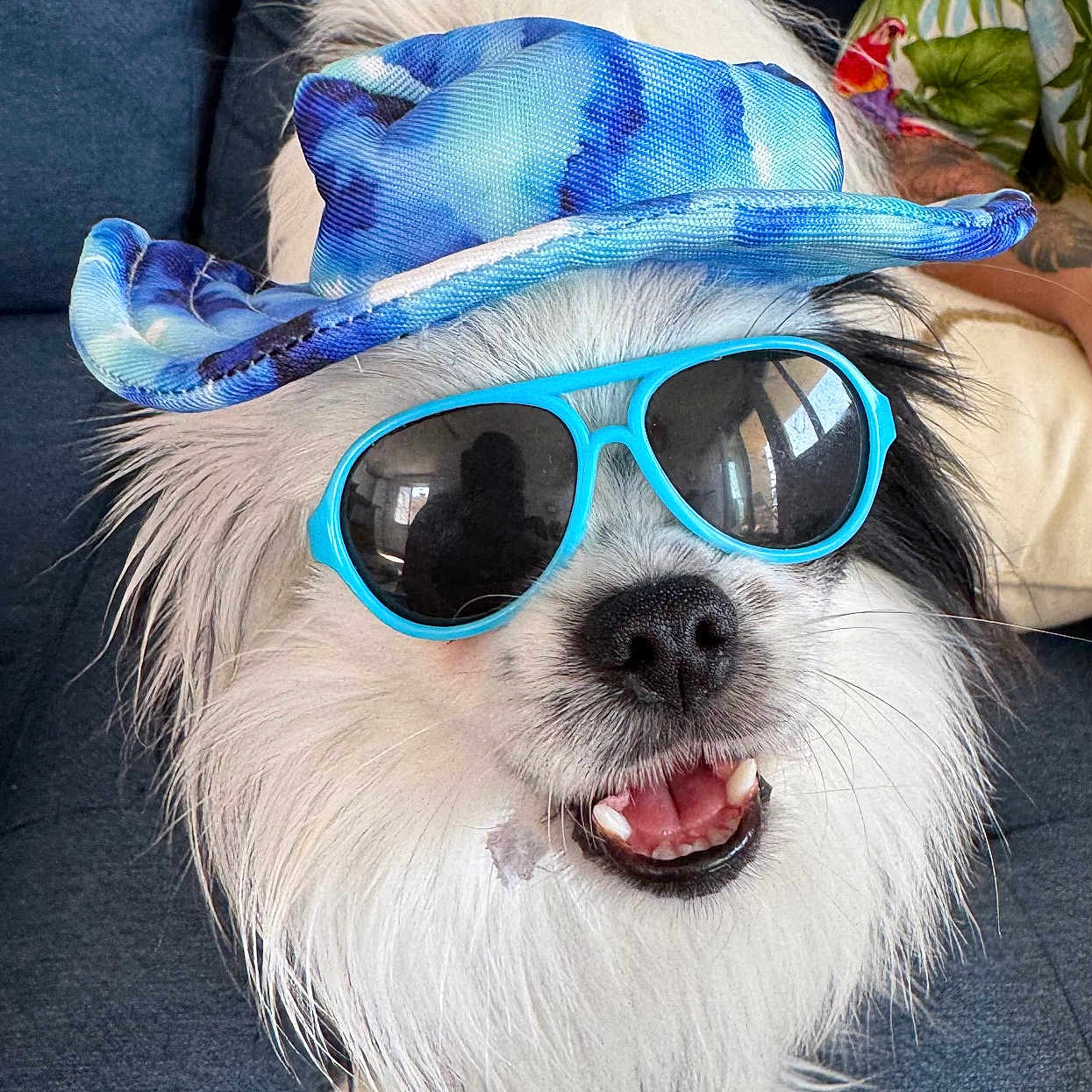 Tokyo a rejoint le concours — aidez-le/la à gagner de superbes lots ! dog, blue_hat, sunglasses, fluffy, white_fur, black_fur, happy, smiling, pet, couch, indoor, portrait, close_up, accessory, funny, cute, animal, domestic_animal, companion, relaxed