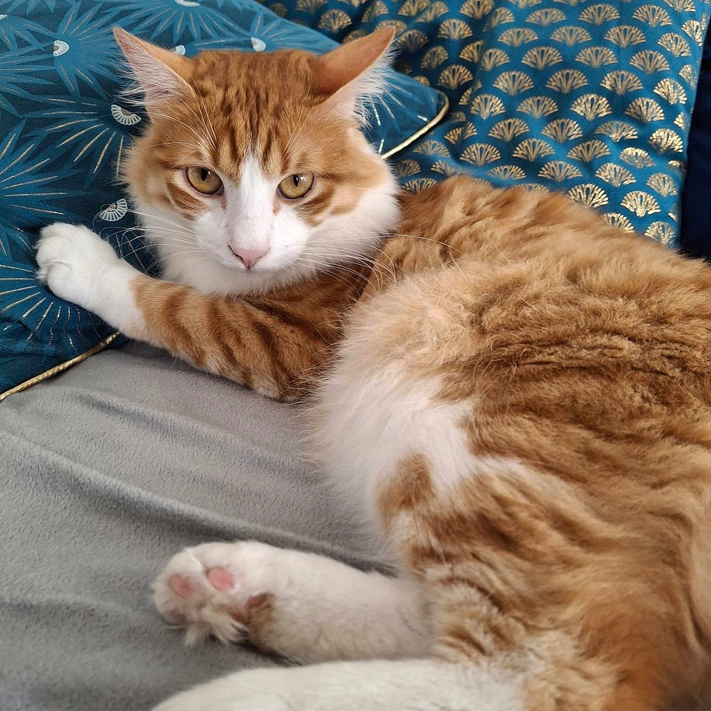 Kyo a rejoint le concours — aidez-le/la à gagner de superbes lots ! alert, blanket, blue_pillow, cat, cozy, cute, decorative_pillow, feline, fluffy_fur, gold_pattern, gray_blanket, indoor, orange_cat, paw, pet, pillow, relaxed, resting, whiskers, white_cat