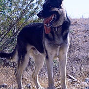 Big Boy Bo is registered to the contest to win money with this photo: alert, animal, canine, collar, dog, dry_grass, ears, four_legs, fur, german_shepherd, landscape, mammal, nature, outdoor, pet, rocky, standing, sunlight, tongue_out, wild