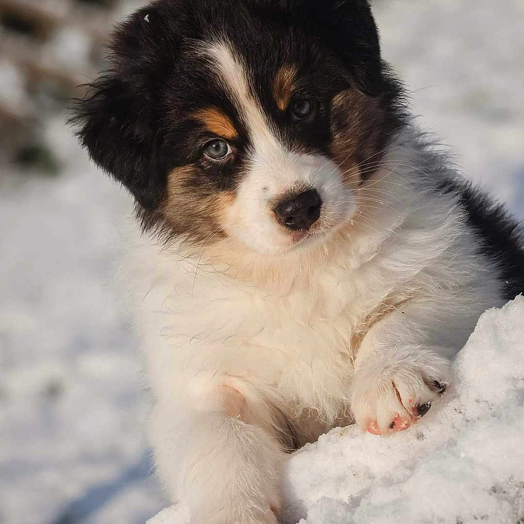 Oslo a rejoint le concours — aidez-le/la à gagner de superbes lots ! animal, ball, canine, cockerspaniel, collie, dog, football, hound, husky, nature, outdoors, papillon, pet, puppy, saintbernard, snout, snow, soccer, soccerball, sport