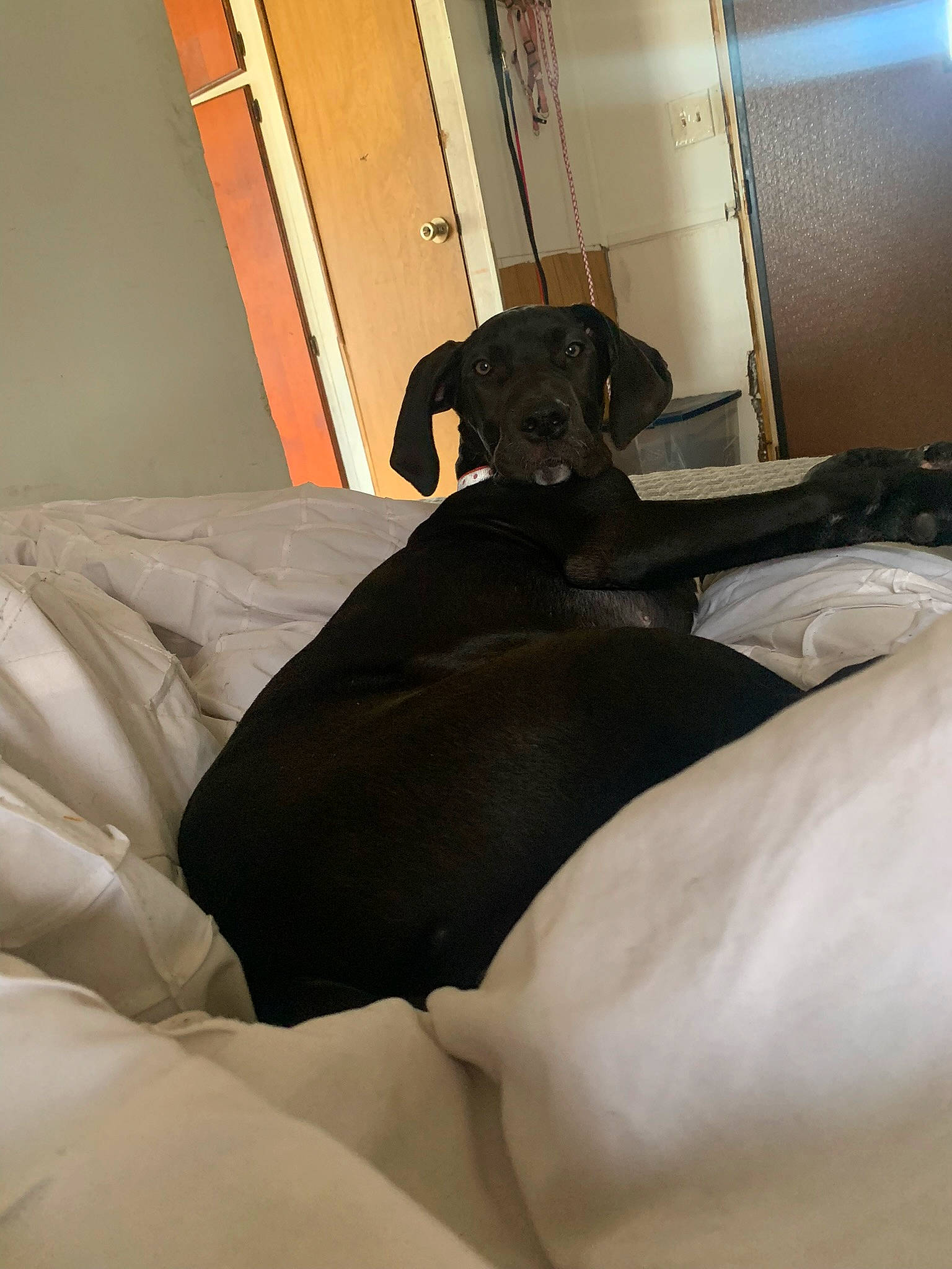 Zoey joined the competition — help win amazing prizes! borador, canidae, carnivore, comfort, companion_dog, couch, dog, dog_breed, fawn, flooring, fur, guard_dog, hardwood, linens, retriever, room, snout, sporting_group, tail, working_animal