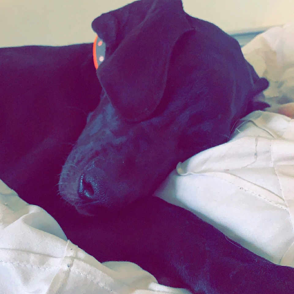 Zoey joined the competition — help win amazing prizes! bed_sheet, bedding, carmine, comfort, companion_dog, cushion, electric_blue, fashion_accessory, flesh, font, fur, human_leg, linens, magenta, pillow, purple, room, sleeve, throw_pillow, tints_and_shades