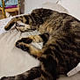 Nono a rejoint le concours — aidez-le/la à gagner de superbes lots ! animal, bed, blanket, cat, cozy, cute, domestic, feline, fur, indoor, mammal, paw, pet, relaxed, resting, sleeping, striped, tabby, tail, whiskers