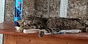 Nono participe au concours pour gagner de l'argent avec cette photo : book, can, cat, cozy, domestic, feline, fur, household, indoor, napping, paw, pet, quiet, relaxation, rest, side_view, sleeping, tabby, table, wood