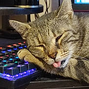 Nono participe au concours pour gagner de l'argent avec cette photo : cat, close_up, colorful_lights, computer, cozy, cute, desk, feline, home, indoor, keyboard, pet, playful, relaxed, resting, sleeping, tabby, technology, tongue_out, whiskers