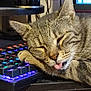 cat, close_up, colorful_lights, computer, cozy, cute, desk, feline, home, indoor, keyboard, pet, playful, relaxed, resting, sleeping, tabby, technology, tongue_out, whiskers