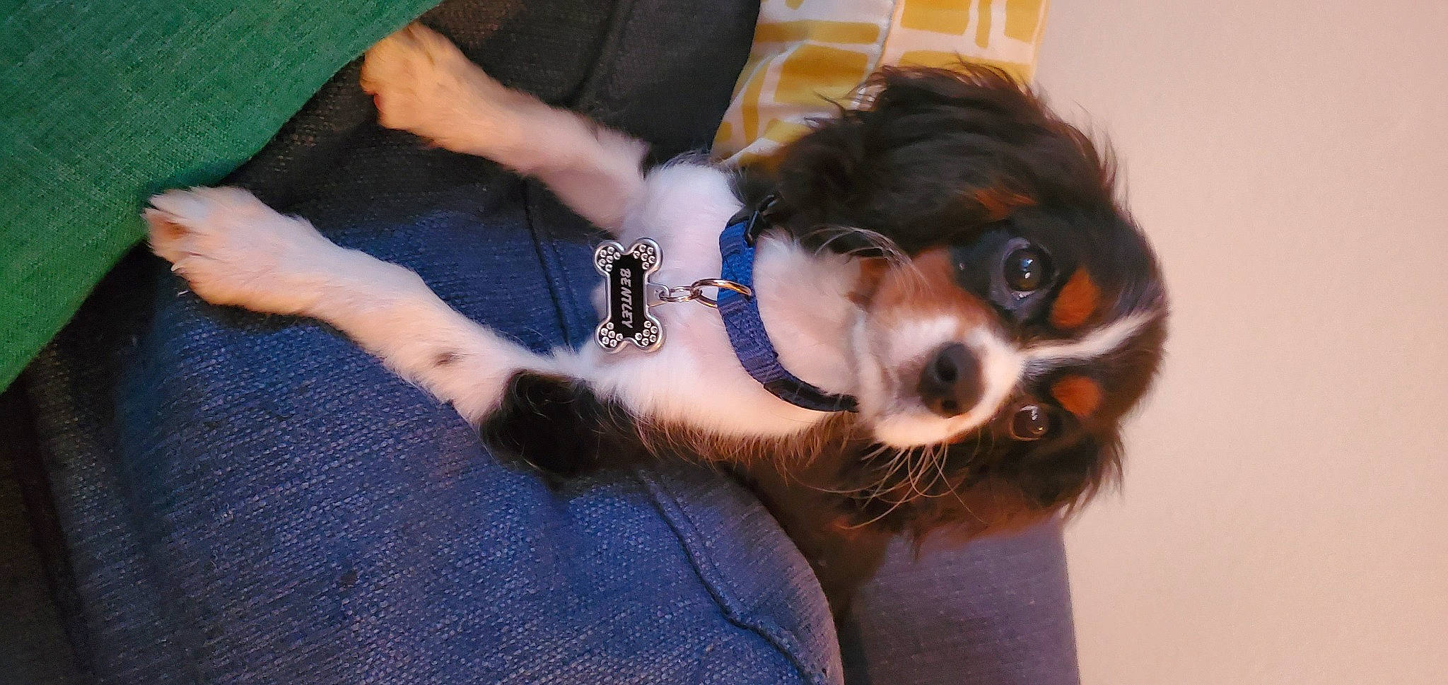 Bentley is registered to the contest to win money with this photo: canidae, carnivore, cavalier_king_charles_spaniel, companion_dog, dog, dog_breed, eyewear, fashion_accessory, fawn, fur, hat, personal_protective_equipment, puppy, puppy_love, small_terrier, snout, spaniel, sporting_group, toy_dog, whiskers