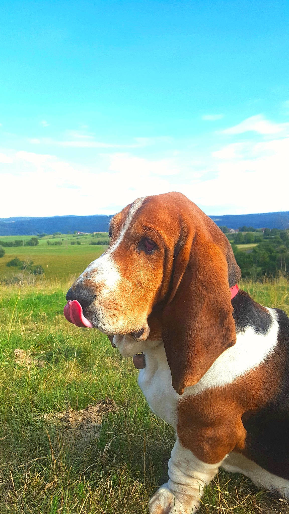 Kooky participe au concours pour gagner de l'argent avec cette photo : artois_hound, basset_hound, canidae, carnivore, companion_dog, dog, dog_breed, field, grassland, hound, liver, mammal, meadow, pasture, plain, prairie, scent_hound, schweizer_laufhund, snout, steppe