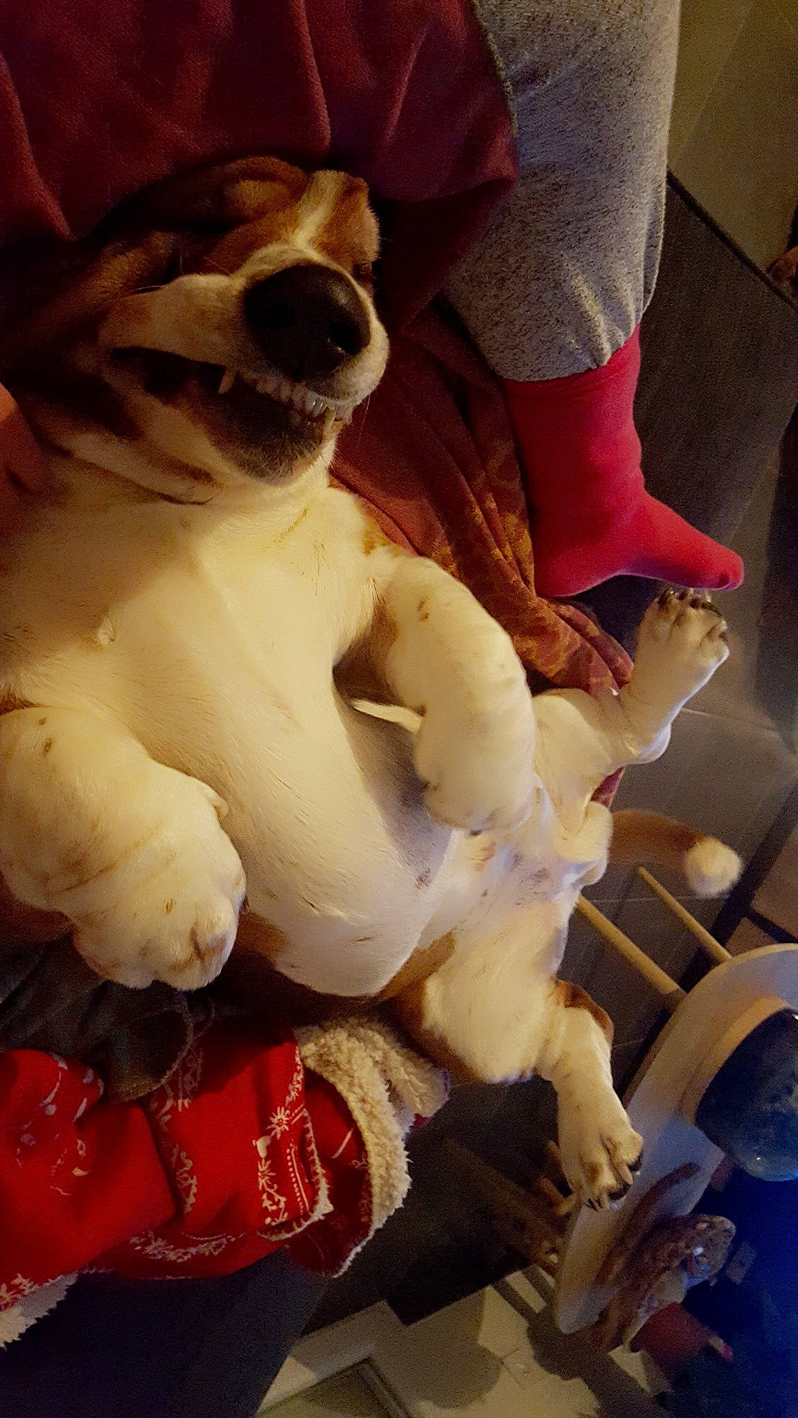 Kooky a rejoint le concours — aidez-le/la à gagner de superbes lots ! bone, canidae, dog_breed, sculpture, skull, sporting_group, toy