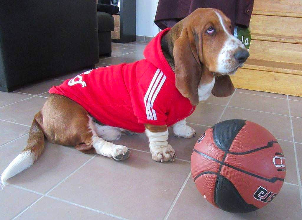 Kooky a rejoint le concours — aidez-le/la à gagner de superbes lots ! ball, ball_game, basketball, beagle, canidae, carnivore, companion_dog, dog, dog_breed, dog_clothes, dog_supply, floor, flooring, football, hound, liver, scent_hound, snout, sports_equipment