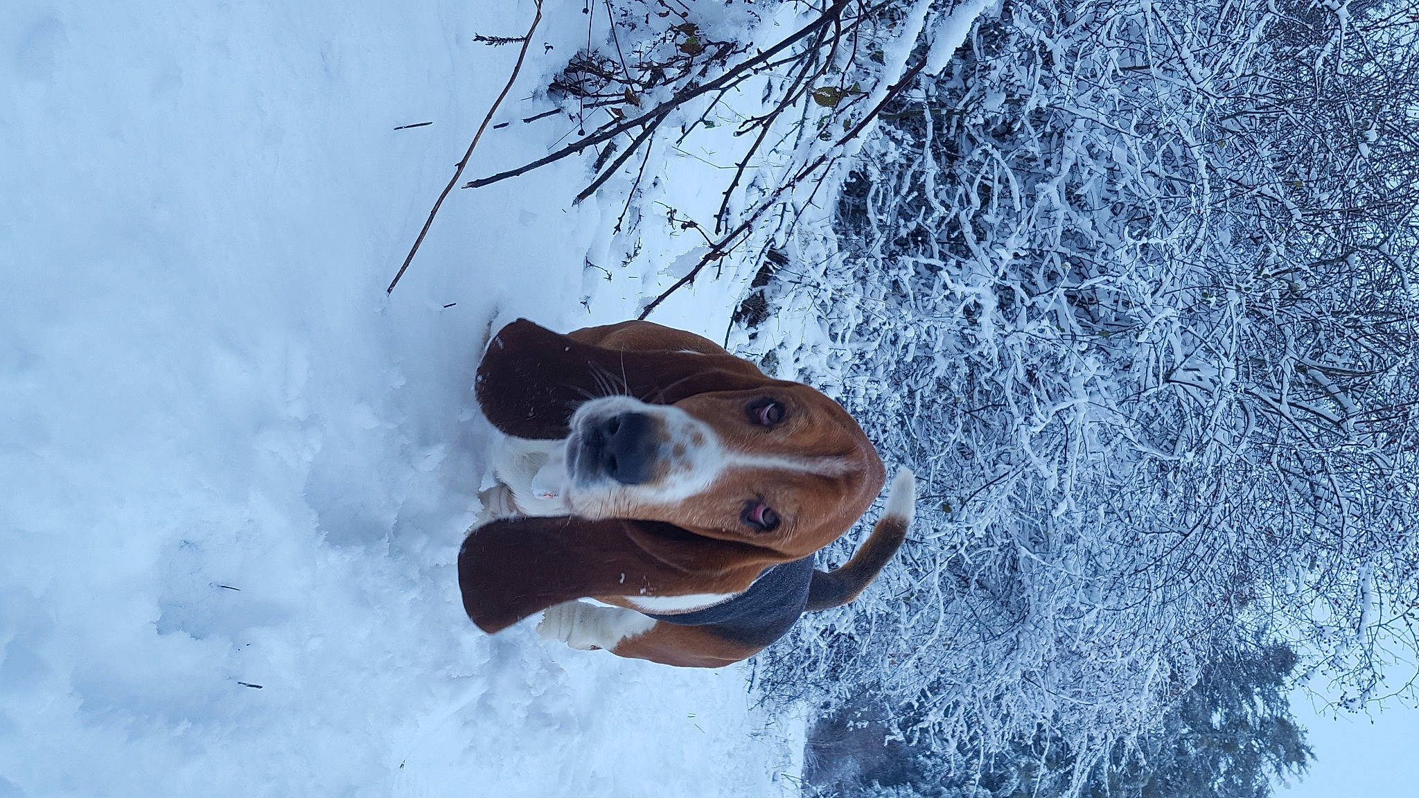 Kooky a rejoint le concours — aidez-le/la à gagner de superbes lots ! canidae, carnivore, collar, companion_dog, dog, dog_breed, dog_collar, freezing, frost, hound, hunting_dog, ice, liver, snout, snow, sporting_group, twig, winter, working_animal, working_dog