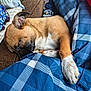 puppy, dog, sleeping, blanket, plaid, paw, cozy, brown, white, fur, indoor, resting, cute, animal, pet, comfort, relaxation, snuggle, couch, warm