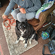 Loki is registered to the contest to win money with this photo: dog, person, blue_eyes, black_fur, white_fur, rug, armchair, pillow, cushion, floor, extension_cord, indoor, sitting, pet, furniture, casual, human, clothing, hand, looking_up