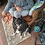dog, person, blue_eyes, black_fur, white_fur, rug, armchair, pillow, cushion, floor, extension_cord, indoor, sitting, pet, furniture, casual, human, clothing, hand, looking_up