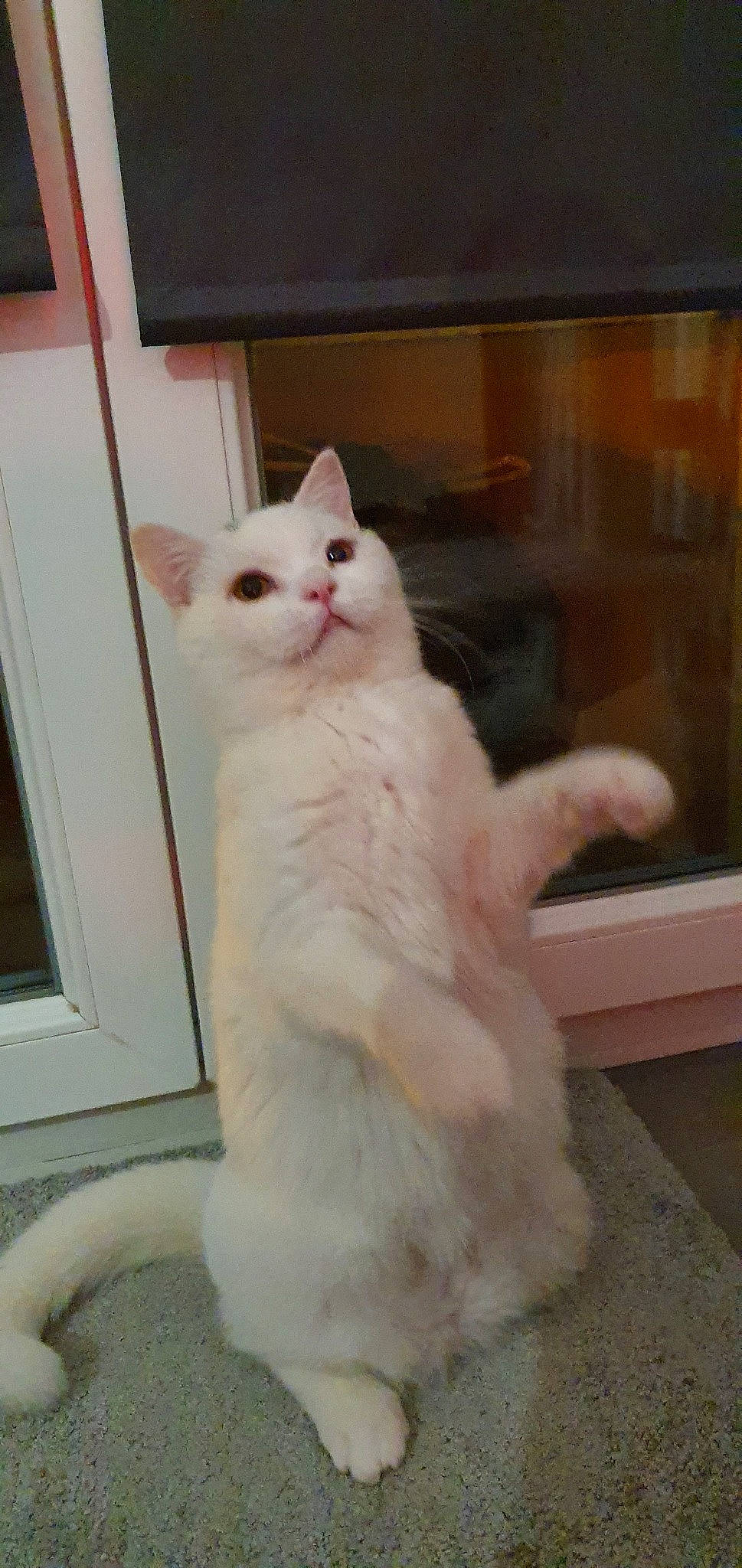 Chester participe au concours pour gagner de l'argent avec cette photo : aegean_cat, american_curl, asian, burmilla, carnivore, cat, colorpoint_shorthair, domestic_short_haired_cat, felidae, khao_manee, mammal, nose, ojos_azules, polydactyl_cat, small_to_medium_sized_cats, tail, turkish_angora, turkish_van, vertebrate, whiskers