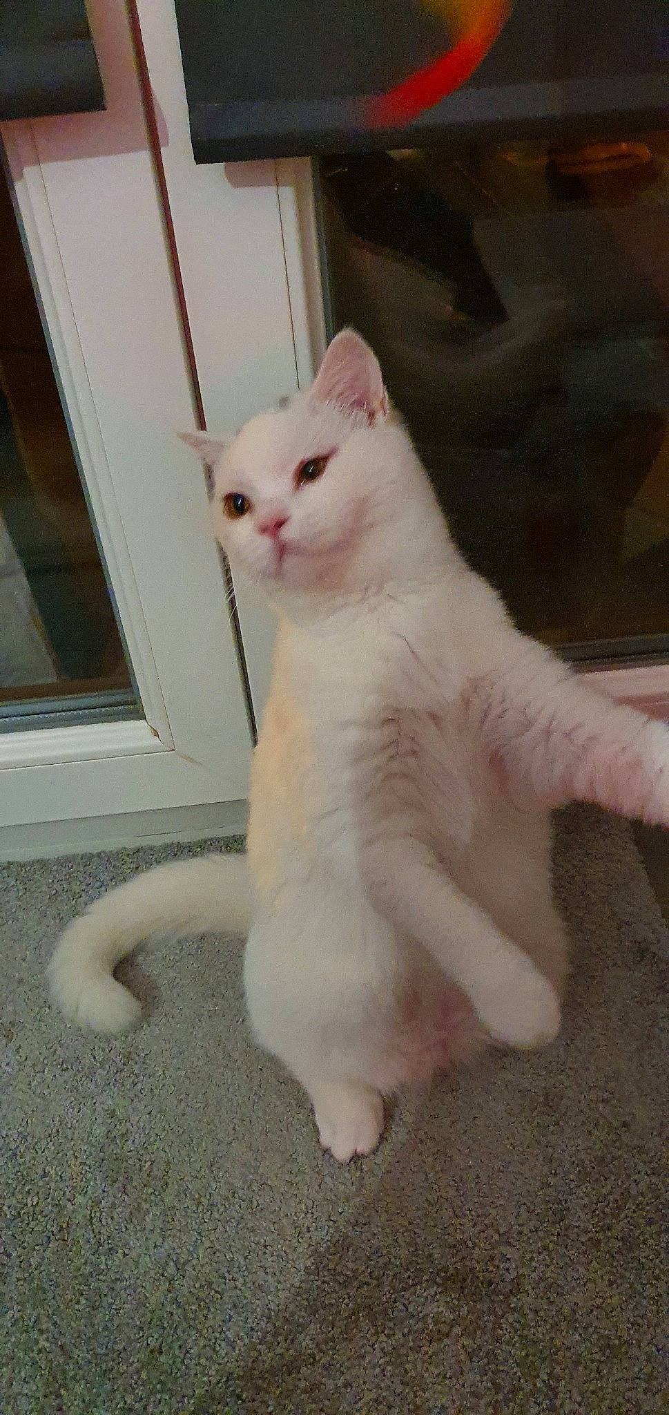 Chester a rejoint le concours — aidez-le/la à gagner de superbes lots ! asian, carnivore, cat, domestic_short_haired_cat, fawn, felidae, fur, khao_manee, kitten, mammal, ojos_azules, paw, polydactyl_cat, small_to_medium_sized_cats, tail, turkish_angora, turkish_van, vertebrate, whiskers