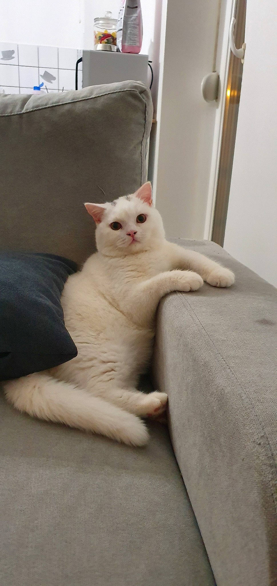 Chester a rejoint le concours — aidez-le/la à gagner de superbes lots ! asian, british_shorthair, burmilla, carnivore, cat, colorpoint_shorthair, domestic_short_haired_cat, fawn, felidae, khao_manee, kitten, mammal, small_to_medium_sized_cats, tail, turkish_angora, turkish_van, vertebrate, whiskers