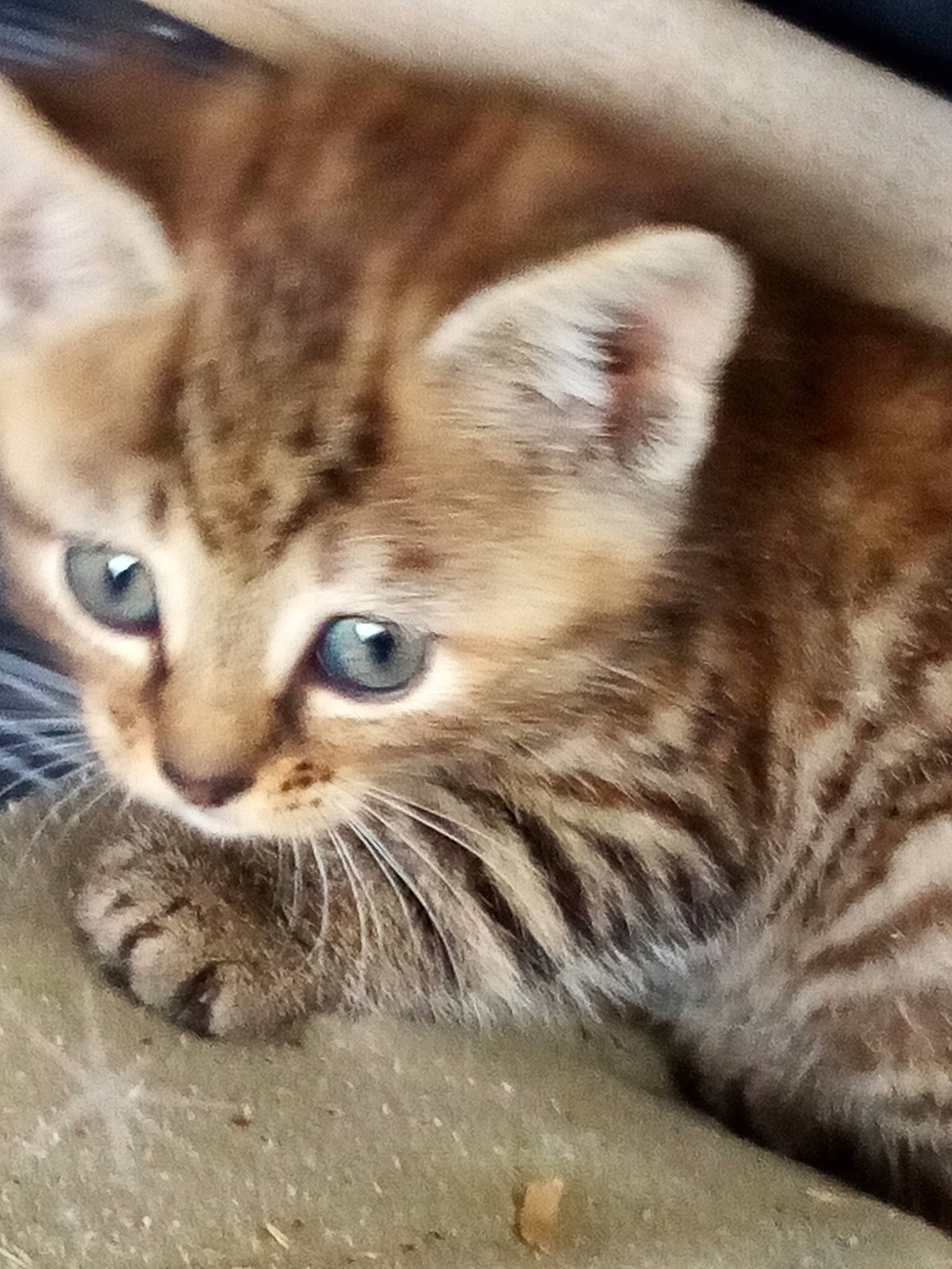 Tigrou participe au concours pour gagner de l'argent avec cette photo : american_shorthair, arabian_mau, asian, australian_mist, california_spangled, carnivore, cat, domestic_short_haired_cat, dragon_li, european_shorthair, eye, felidae, kitten, mammal, pixie_bob, small_to_medium_sized_cats, snout, tabby_cat, vertebrate, whiskers