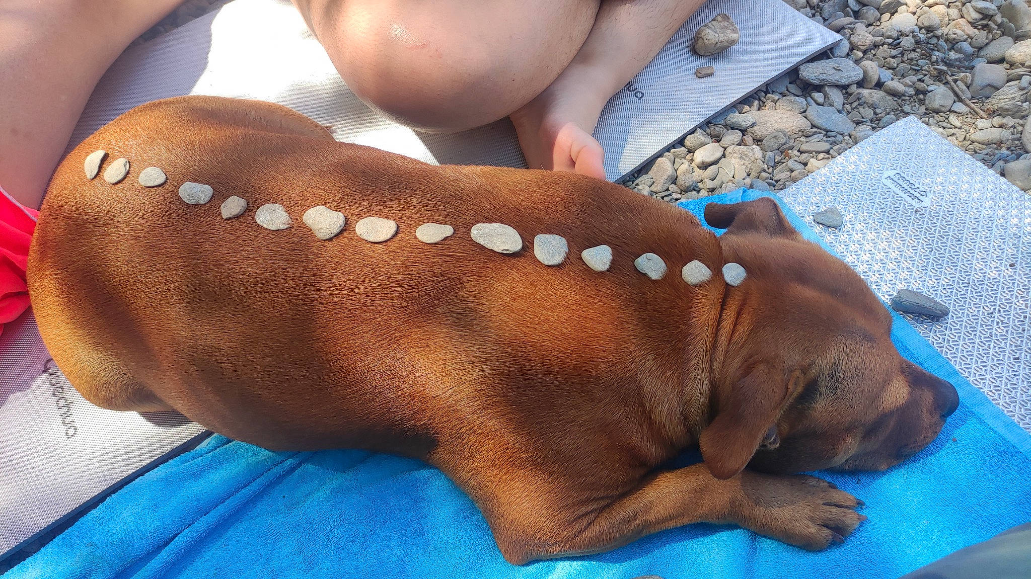 Punky a rejoint le concours — aidez-le/la à gagner de superbes lots ! chest, comfort, dog_breed, electric_blue, fashion_accessory, fawn, foot, gesture, human_leg, leather, liver, nail, pattern, tail, terrestrial_animal, thumb, toe, wood, working_animal, wrist