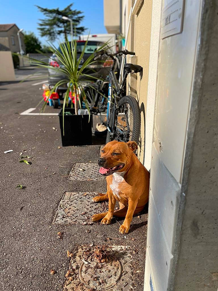 Punky a rejoint le concours — aidez-le/la à gagner de superbes lots ! asphalt, automotive_tire, bicycle_wheel, building, carnivore, collar, companion_dog, dog, dog_breed, fawn, leash, plant, road, road_surface, sidewalk, sky, tints_and_shades, tire, tree, wheel